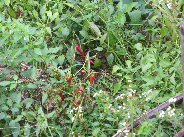 P9011085