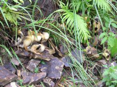 P9011069