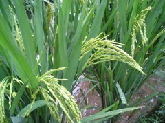 P9011080
